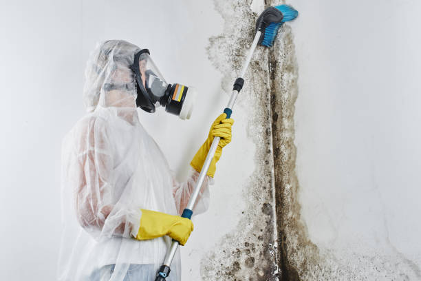 Best Basement Mold Remediation in Jacksonwald, PA