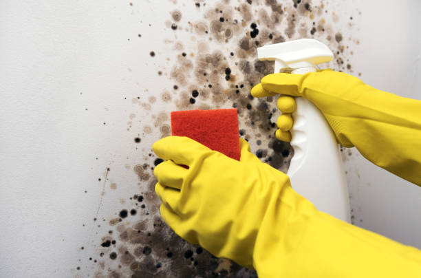 Best Commercial Mold Remediation in Jacksonwald, PA