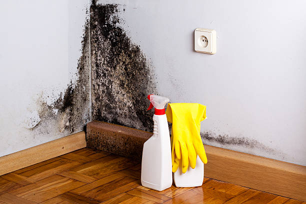 Best Industrial Mold Remediation in Jacksonwald, PA